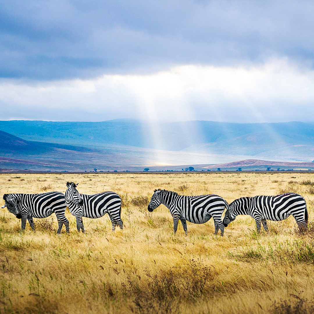 south Africa safari