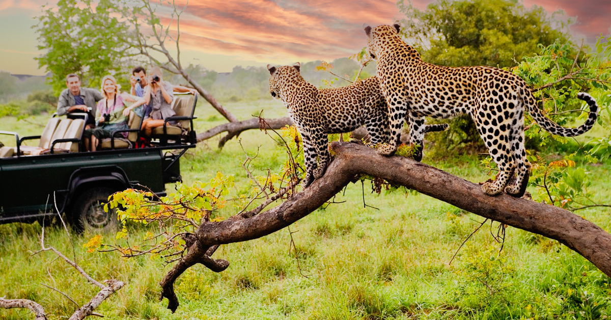 south africa safari photography