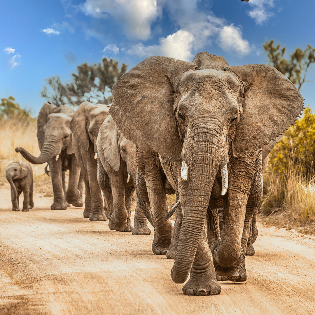 south Africa elephants