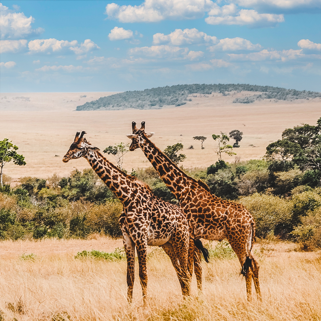 south africa giraffes