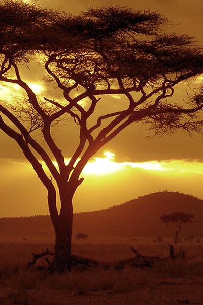 serengeti acacia tree sunset